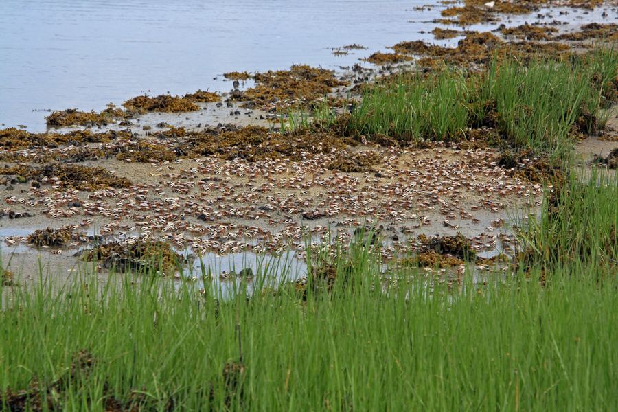 Elizabeth A. Morton National Wildlife Refuge
