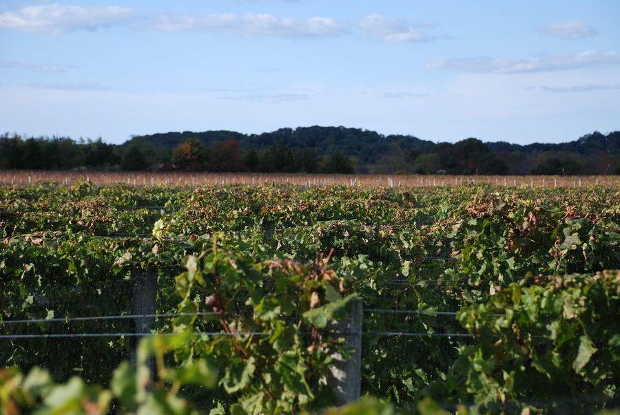 Macari Vineyards