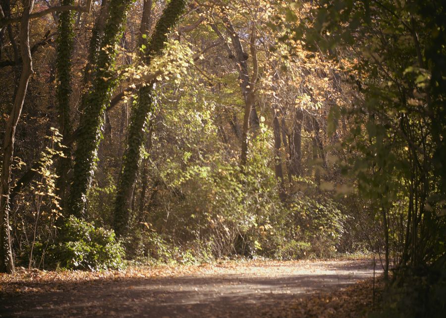 Massapequa Preserve