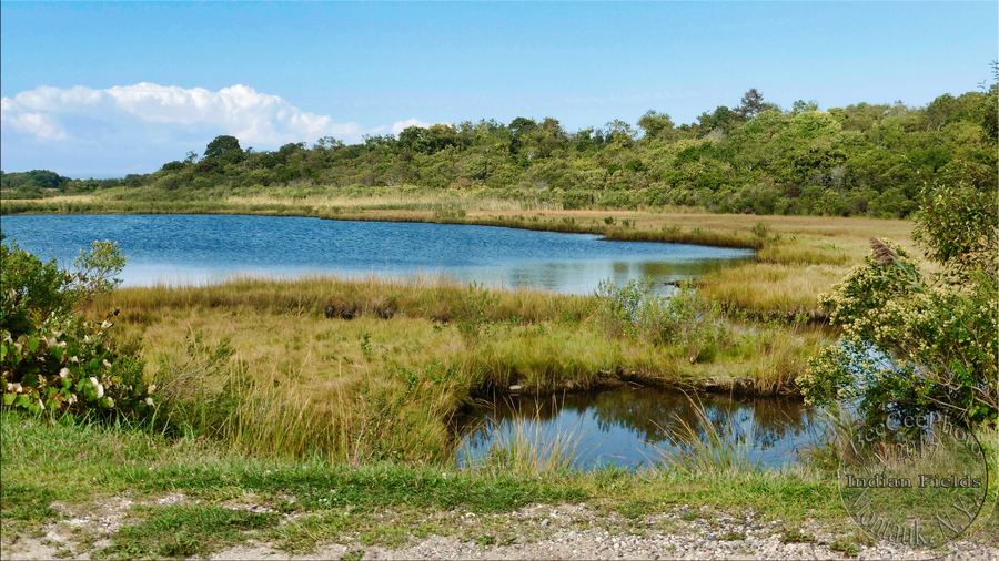 Paumanok Path: Montauk Section