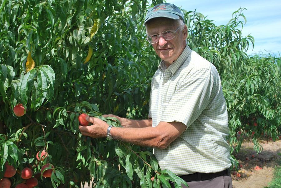 Wickham's Fruit Farm
