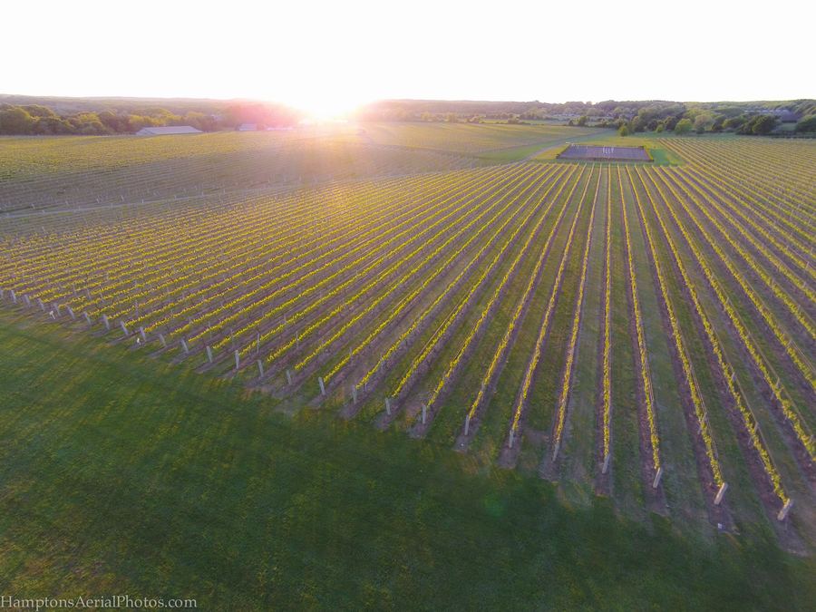 Wölffer Estate Vineyard